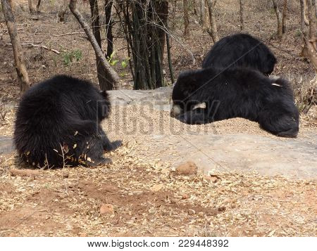 Very Close Snap Of Bears At Park.