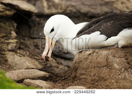 Close Up Of A Black-browed Albatross Building A Mud Pillar Nest, Falkland Islands.