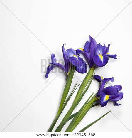 Violet Irises Xiphium - Bulbous Iris, Iris Sibirica On White Background With Space For Text. Top Vie