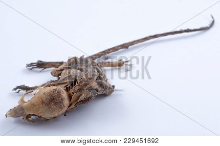 Preston, Lancashire / Uk - 03 03 2018: Mummified Skeleton Of A Dead Mouse Still Has Some Skin And Fu