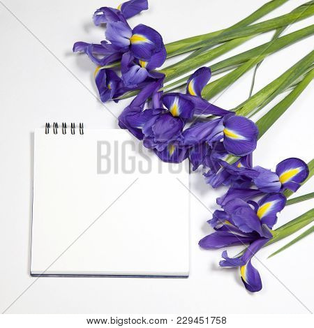Violet Irises Xiphium - Bulbous Iris, Iris Sibirica On White Background With Space For Text. Top Vie