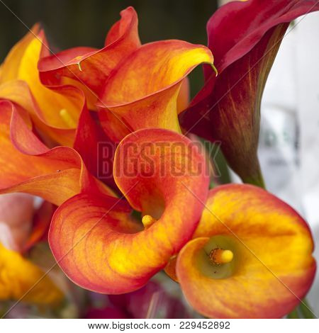 The Flower Of An Orange Calla Lily And Partial Leaf As Ornament