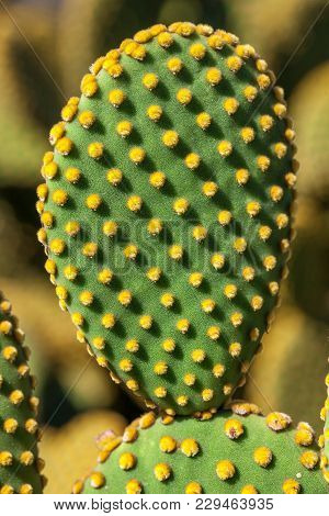 Opuntia Microdasys Cactus Stem With Polka-dot Like Pattern Created By The Yellow Glochids Clusters