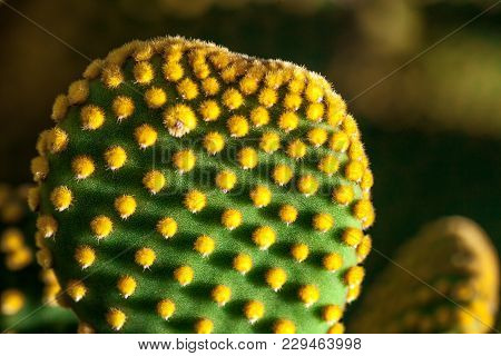 Close Up Of Opuntia Microdasys Cactus Plant With Polka-dot Like Pattern Created By The Yellow Glochi