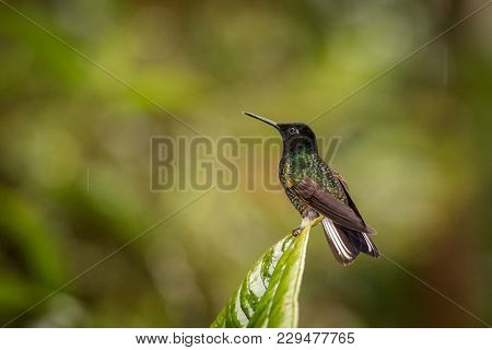 Velvet-purple Coronet In The Rain, South America, Hummingbird, Ecuador. Wildlife Scene From Nature. 