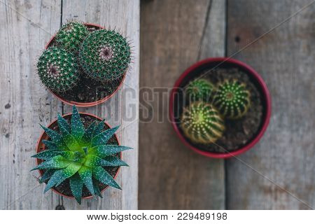 Green Cacti On Rustic Wooden Background. Toned Vintage. Flat Lay