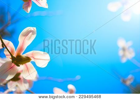 Beautiful Magnolia Flowers. Selective Focus