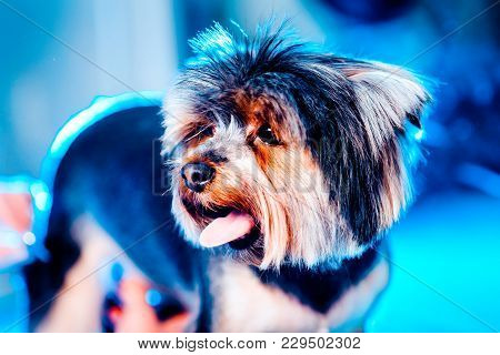 A Cute Yorkshire Terrier Lounging On A Leather Armchair. Toned Image.