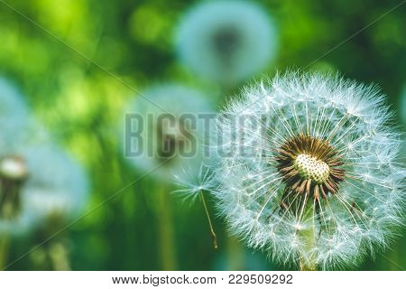Dandelions Blowball Head Under Sun Flares Are Ready To Start Seeds Downwind.