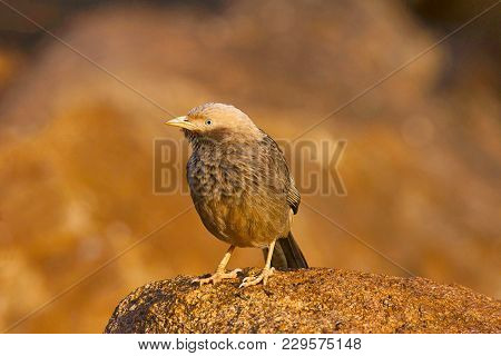 Large Grey Babbler, Turdoides Malcolmi, Hampi, Karnataka, India