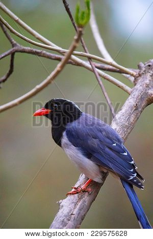 Red Billed Blue Magpie Perched On Tree. Urocissa Erythroryncha