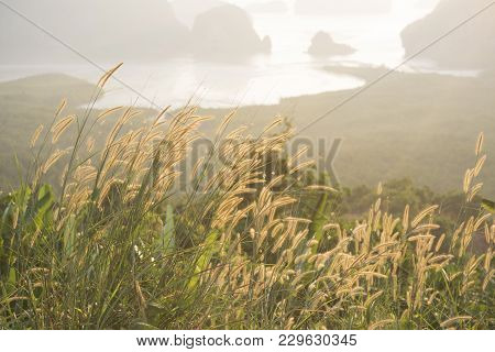 Mission Grasses At Viewpoint In Phang-nga Province