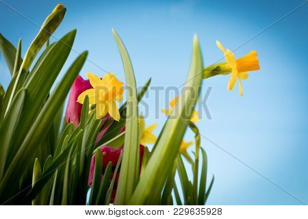 Flowering Yellow Irises And Red Tulips Against The Background Of The Spring Sky.