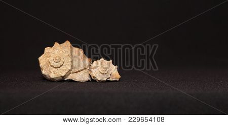 Two Seashell Isolated On Black Background, Place For Text.