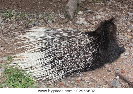 Porcupine