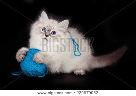 Fluffy White Beautiful Kitten Nevskaya Masquerade With Blue Eyes Posing With A Ball Of Woolen Thread