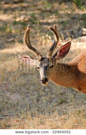 Closeup Black ocas jelenů