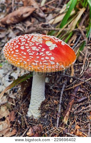 Amanita Muscaria, Poisonous Mushroom. Photo Has Been Taken In The Natural Forest Background.