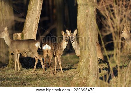 Beautiful Young Deer In Forest (cervidae)