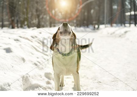 Dog Barking In The Snow Under The Sun.