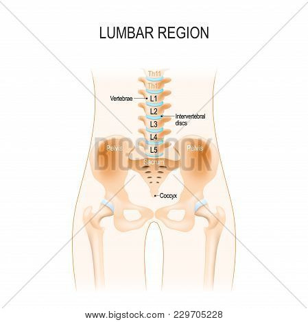 Lumbar Region. Anatomy Of The Hip, Vertebra, And Pelvis. Abdominal Segment Of The Torso, Between The