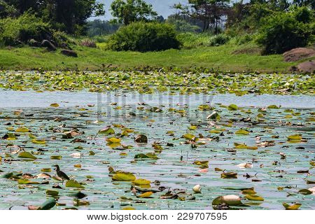 Beautiful View Of Water Surface Of Tropical Lake And Green Vegetation