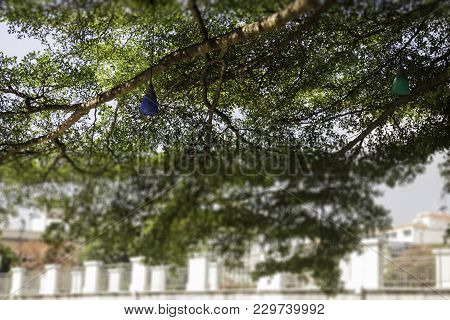 Decorative Outdoor Light Hanging On Tree, Stock Photo