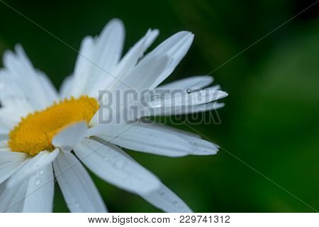 Daisy Crazy, Wheel, Chain, Chamomel, Gang Bang In Flowerbed. One Flowers Of Large White Chamomile Wi