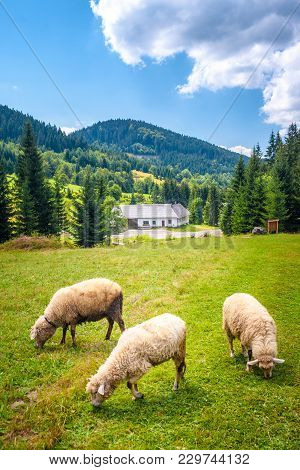 White Sheeps Grazing On The Meadow, The Kysuce Region, Slovakia.