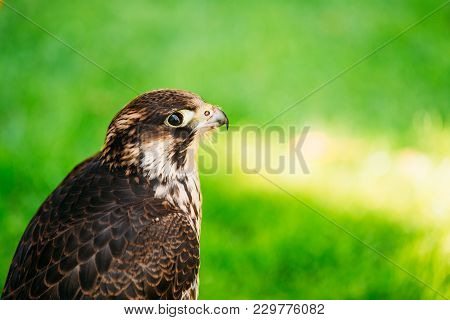 Peregrine Falcon - Falco Peregrinus, Also Known As The Peregrine, And Historically As The Duck Hawk 