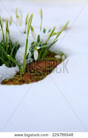 White Small Flowers In Shape Of Drops Under The Snow. Spring Picture.