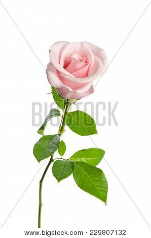 Beautiful Single Pink Rose Isolated On White Background