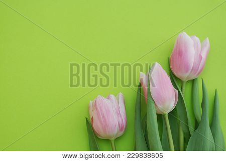 Pink Spring Tulips Over A Green Background, In A Flat Lay Composition With Copy Space.