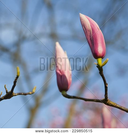 Spring In London. Magnolia 'leonard Messel', Pink Flower And Bud Opening On Tree