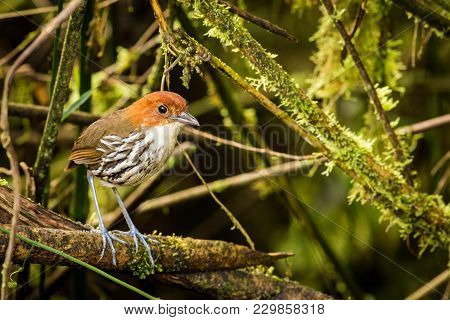 Standing Chestnut-crowned Antpitta, South America, Ecuador, Wildlife Scene From Nature.  Animal In T