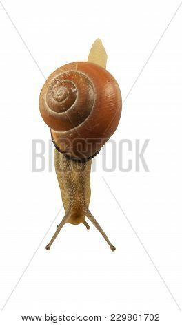 forest snail, Cepaea nemoralis on a white background