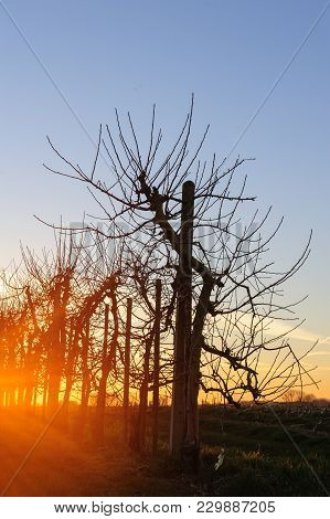 A Line Of Apple Trees Shot Against The Setting Sun, On A Late Winter Afternoon In East-flanders.