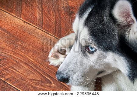 Siberian Husky Lies On Wooden Floor Curled Up, Close-up. Black And White Cute Male Dog With Blue Eye