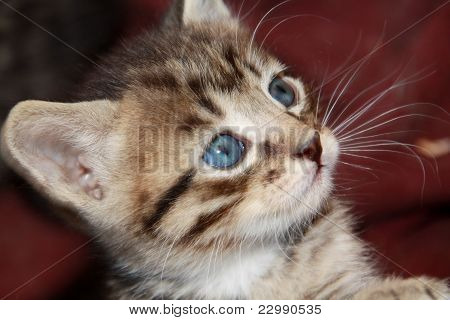 Curious Kitten