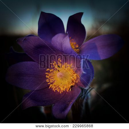 Pasque flower. Vignette. Spring flowers. Floral background. Purple flower. Floral style. Snowdrops.