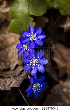 First Fresh Blue Violets In The Forest. Blue Spring Wildflower Liverwort, Hepatica Nobilis. Low Deph