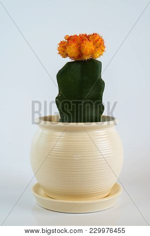 Grafted Cactus In White Pot On A White Background.