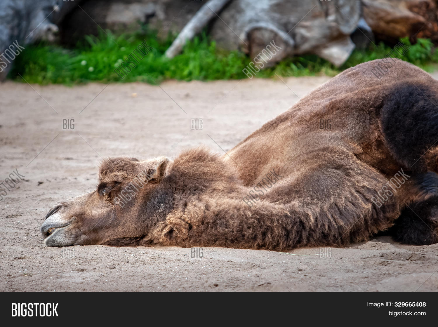 Как спят верблюды. Как спят верблюды. Лежачий верблюд. Как спят верблюды. Как спят верблюды.