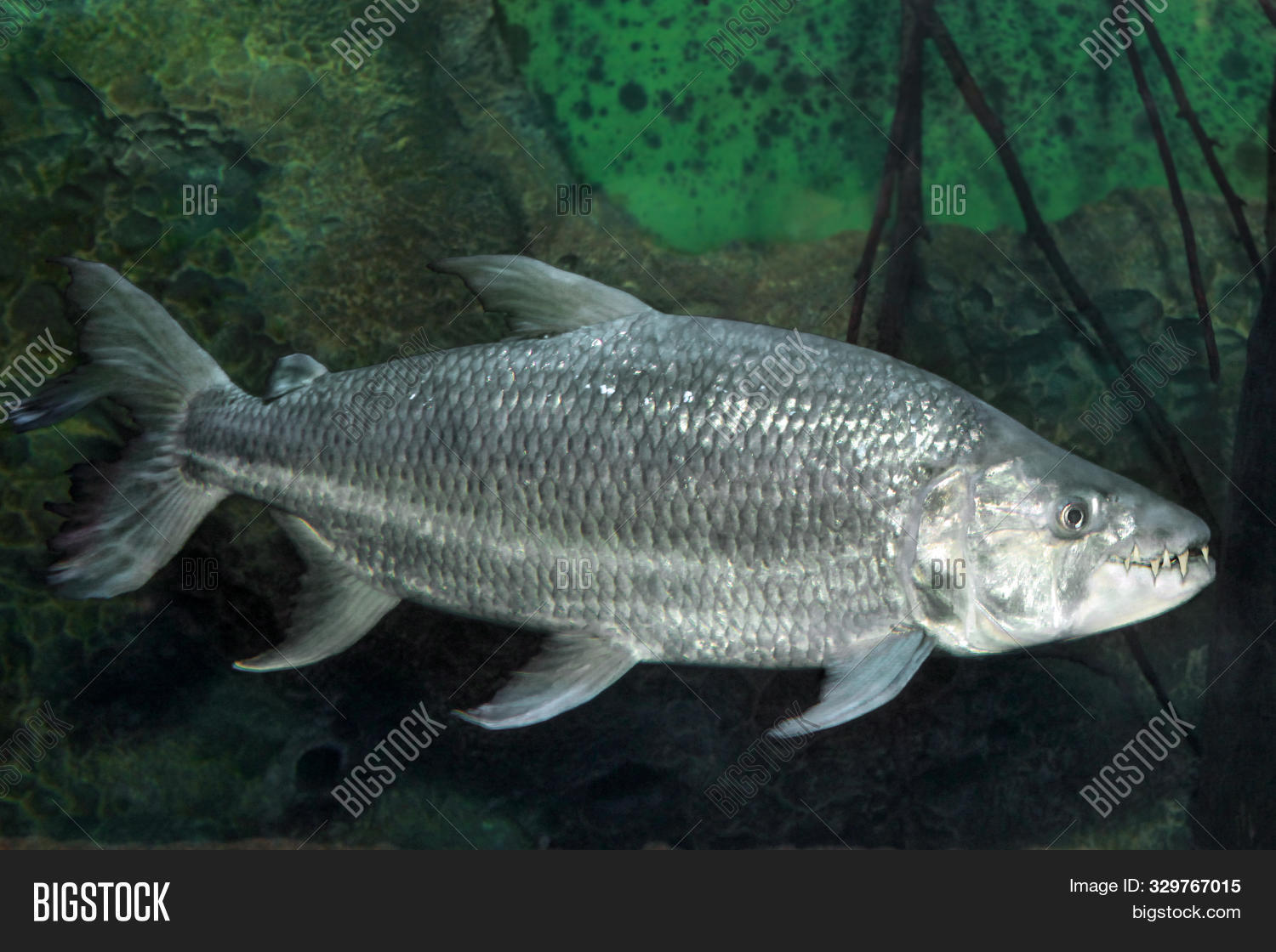 Hydrocynus Goliath Image & Photo (Free Trial) | Bigstock