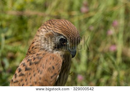 Portrait Of A Young Kestrel Falcon (falco Tinnunculus) Closeup