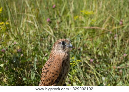 Young Kestrel Falcon (falco Tinnunculus) Closeup Sits In The Grass