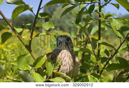 Young Kestrel Falcon (falco Tinnunculus) Closeup Sits On A Tree Branch