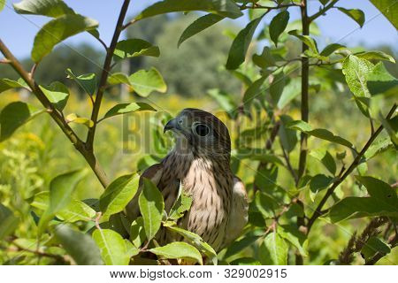 Young Kestrel Falcon (falco Tinnunculus) Closeup Sits On A Tree Branch