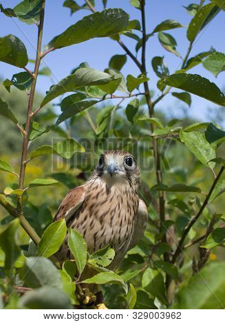 Young Kestrel Falcon (falco Tinnunculus) Closeup Sits On A Tree Branch