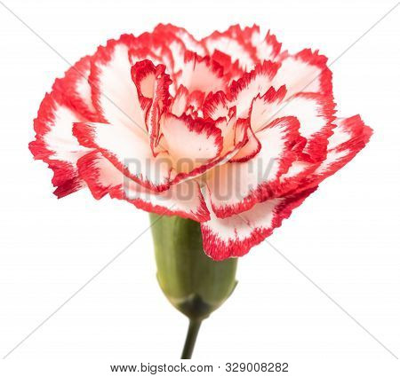 Red And White Carnation Isolated On A White Background
